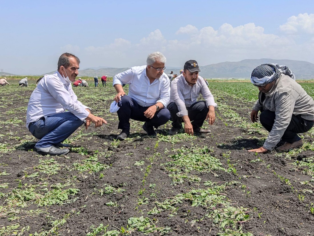 Nurdağı biberi için markalaşma harekatı