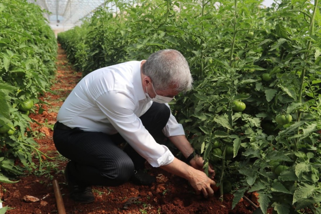 Dağıttığı fidenin mahsulünü topladı