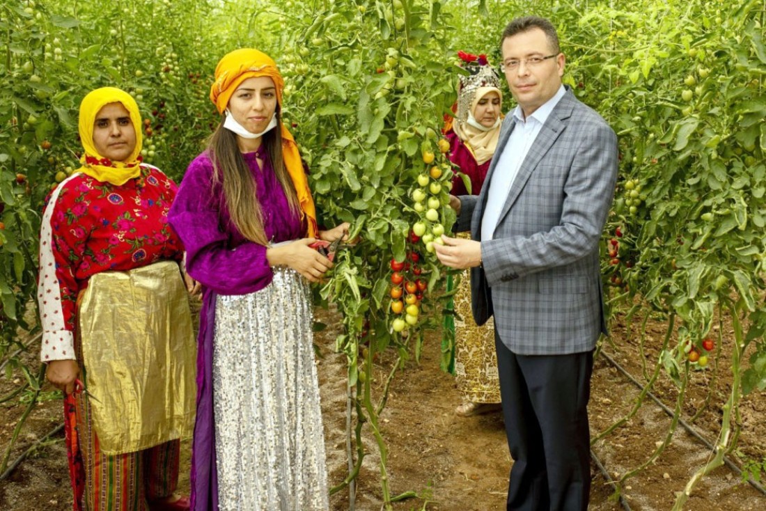 Kurutmalıklar dünyaya ihraç ediliyor