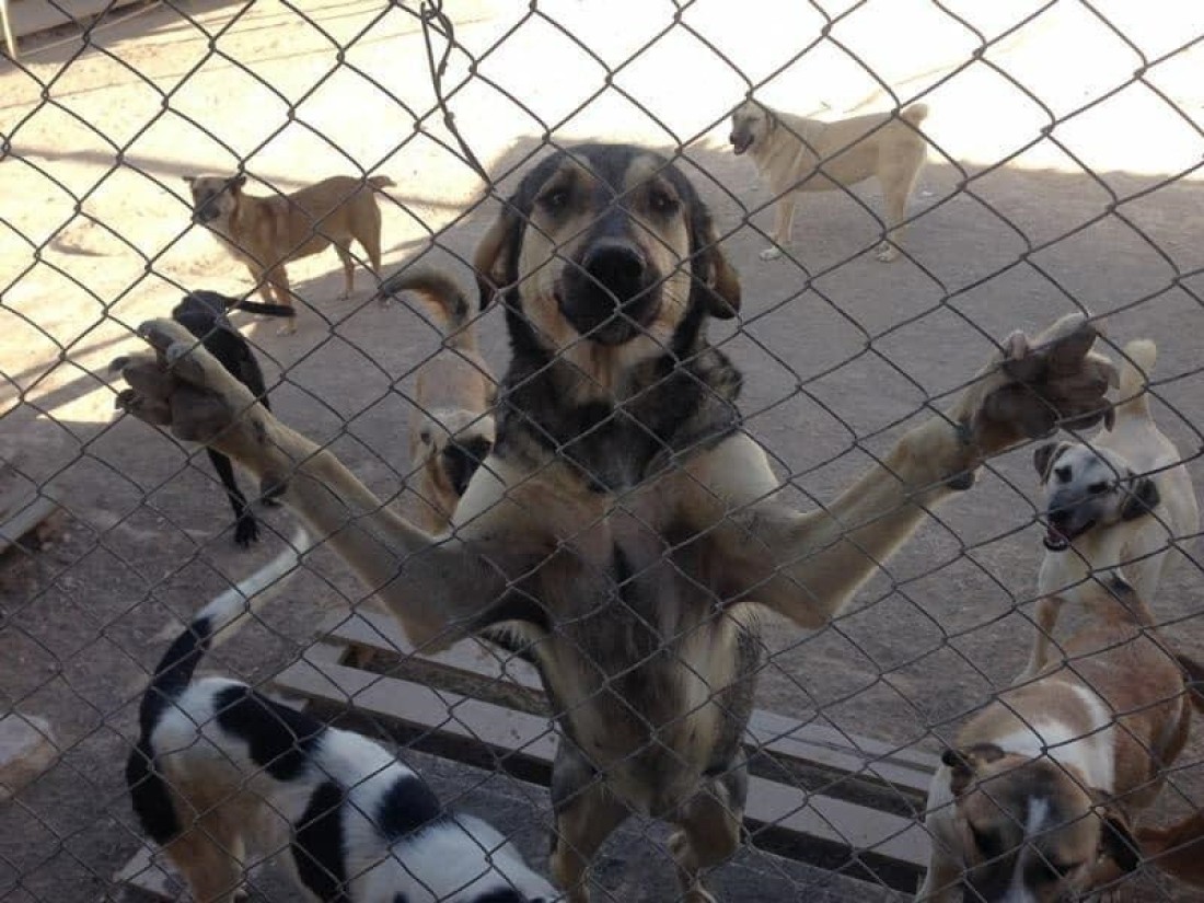 CAHİDE’den köpeklerin toplanmasına tepki