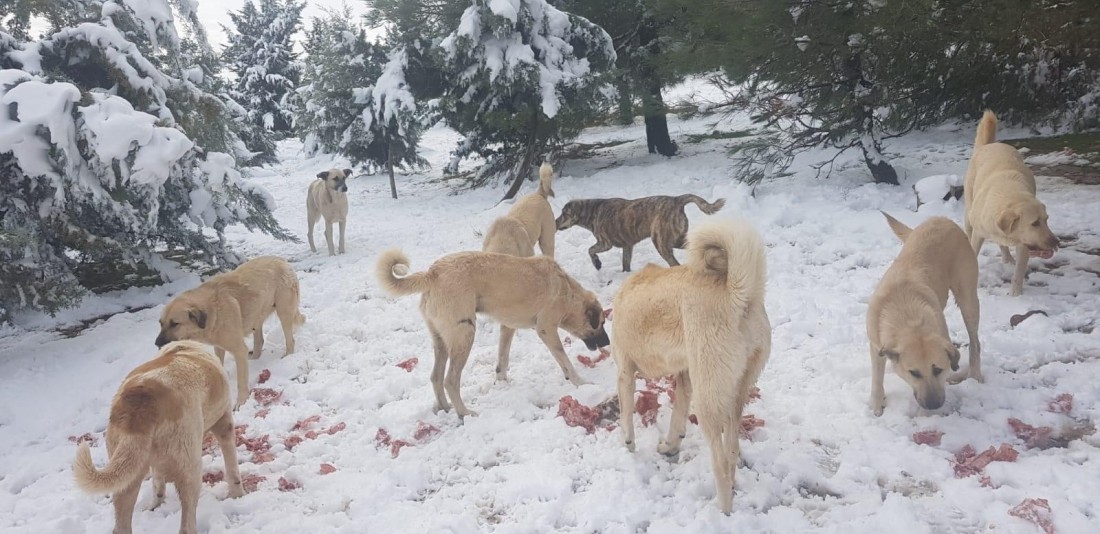 CAHİDE karda can dostların yanında