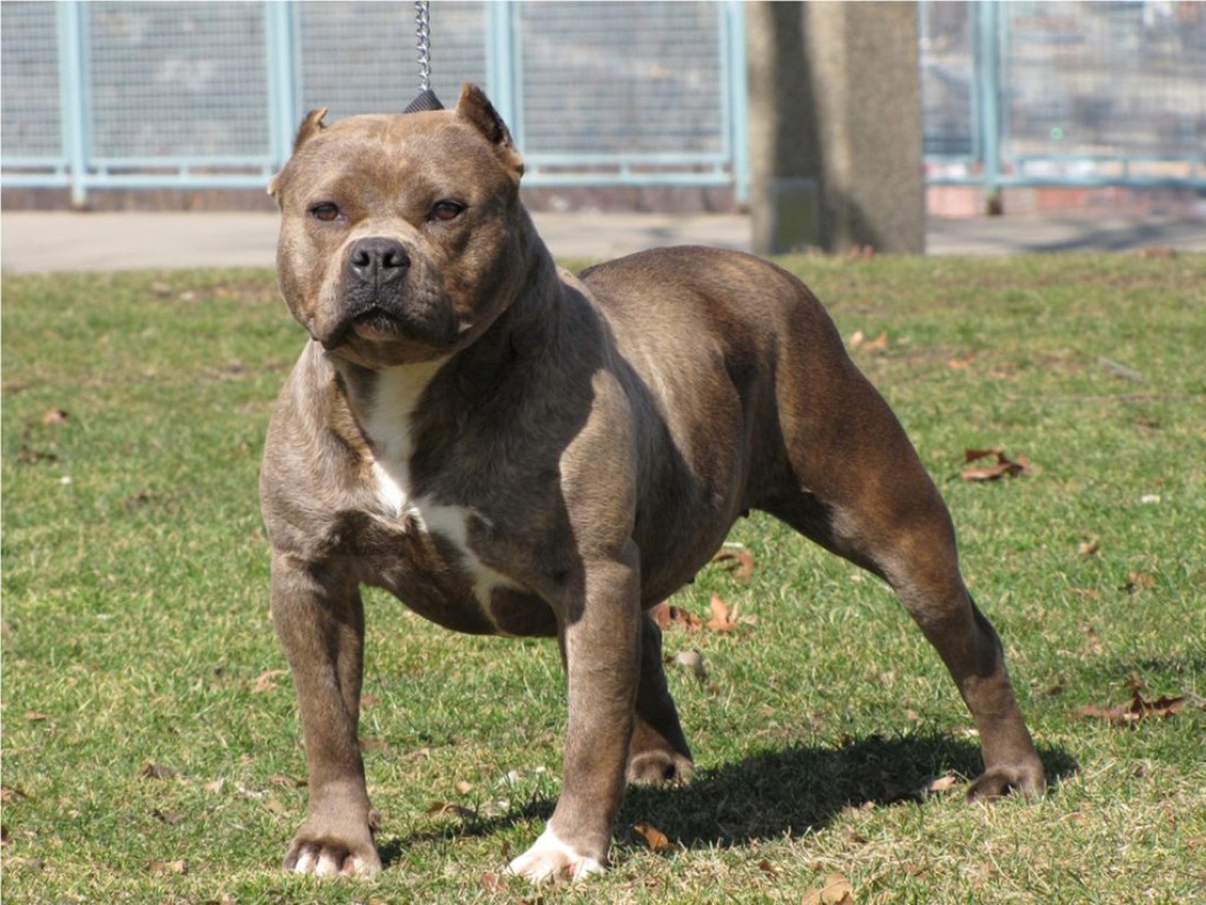 Gaziantep’te bir pitbull saldırısı daha