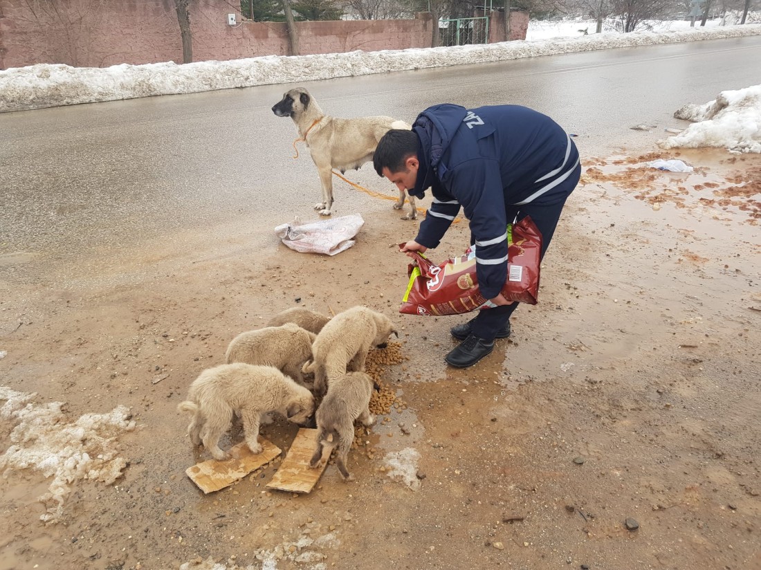 Şahinbey Belediyesi sokak hayvanlarını unutmadı