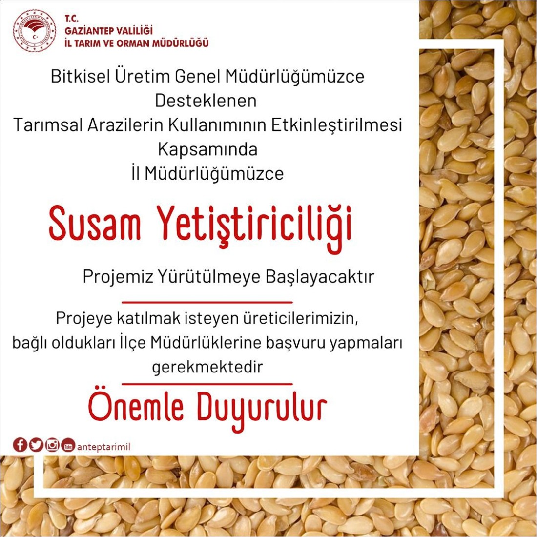 Alternatif Ürün Susam Yetiştiriciliği Projesi